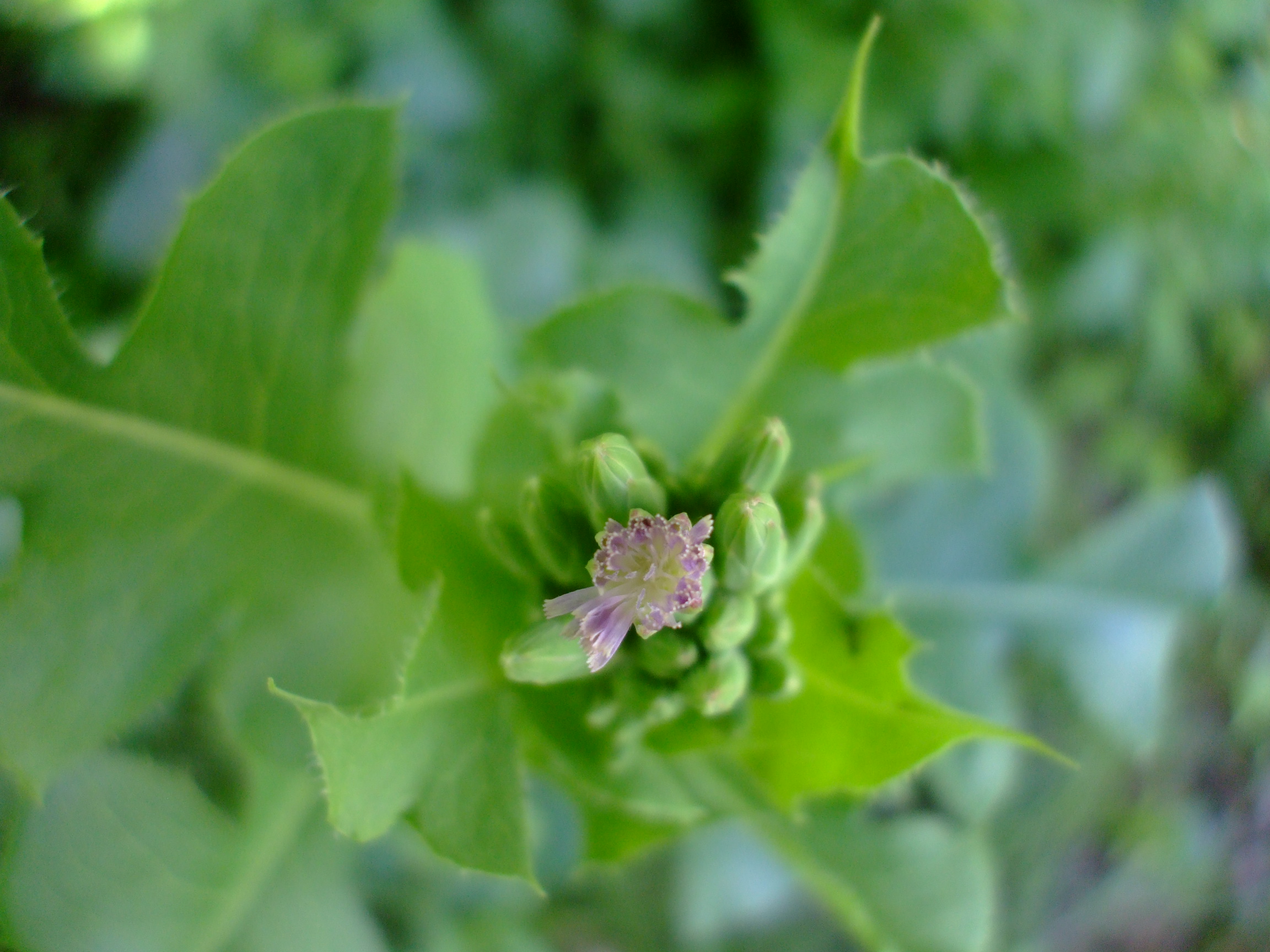 Lactuca ludoviciana